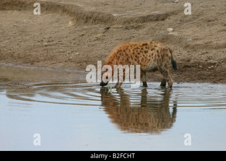 Hyäne Trinkwasser Stockfoto