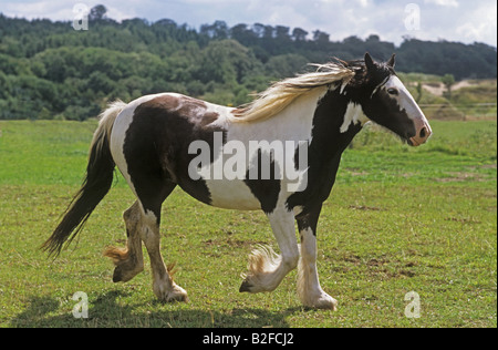 Tinker Pony auf Wiese Stockfoto
