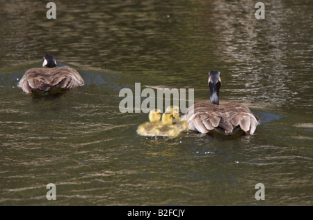 Kanadagänse Eltern mit Gänsel im Teich Stockfoto