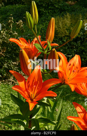 Feuer-Lilie - Blüte / Lilium Bulbiferum Stockfoto