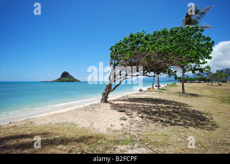 Kualoa Park, Honolulu, Oahu, Hawaii Stockfoto