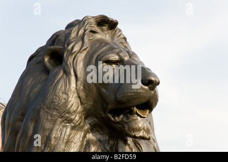 Bronze-Löwen auf Nelson Säule Trafalgar Square in London England Stockfoto