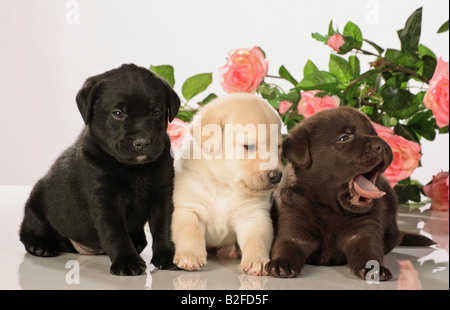 Labrador Retriever. Drei unterschiedlich farbige Welpen, schwarz, Schokolade und gelb, vor Rosenblumen Stockfoto