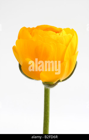 Ranunculus Asiaticus, Persian buttercup Stockfoto