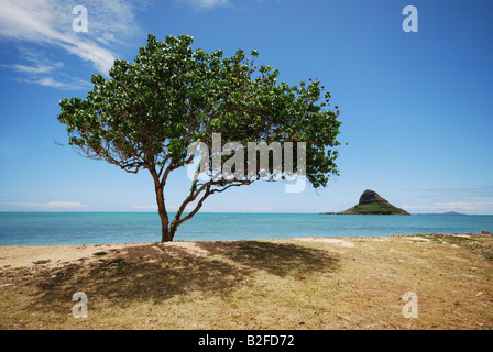 Kualoa Park, Honolulu, Oahu, Hawaii Stockfoto