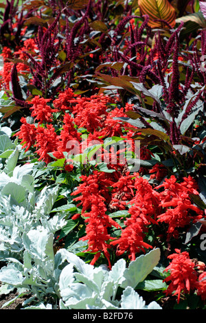 BETTWÄSCHE MIT AMARANTHUS PANICULATA FOXTAIL ASCHENPFLANZE MARITIMA UND SALVIA SPLENDENS PARKS Stockfoto