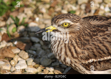 Stein-Brachvogel, Burhinus oedicnemus Stockfoto