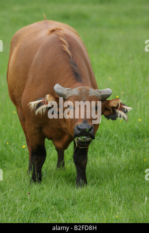 Kongo Büffel, Syncerus Caffer nanus Stockfoto