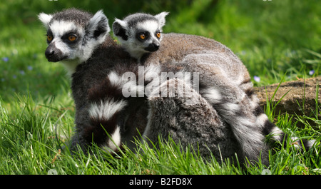 Baby Ring tailed Lemur Lemur Catta, auf Mutters Rücken Stockfoto