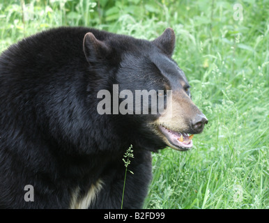 Amerikanischen Schwarzbären, Ursus americanus Stockfoto