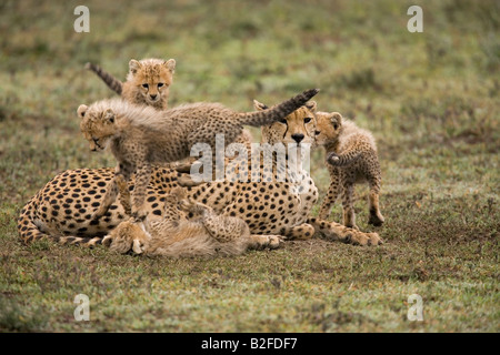 Weibliche Geparden und jungen Acinonyx Jubatus Ndutu Tansania Stockfoto