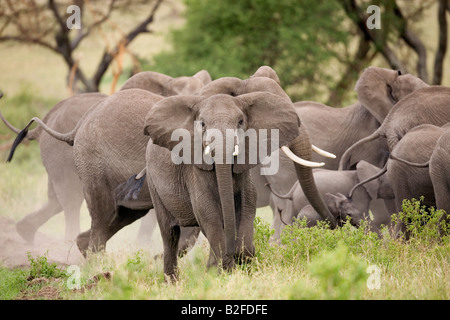 Schutz der sehr junges Kalb Loxodonta Africana Serengeti Tansania Elefantenherde Stockfoto