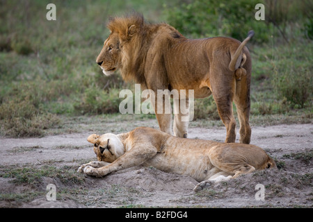 Umwerben Löwen Panthera Leo Ndutu Serengeti Tansania Stockfoto