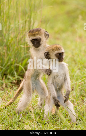 Vervet Affen Kleinkinder führen Aethiops Serengeti Tansania Stockfoto