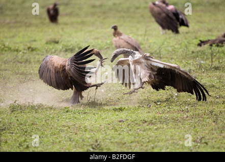 Weiß gesichert Geier Pseudogyps Africanus Streitereien Ndutu Tansania Stockfoto