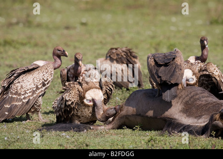 Weiße Geier Pseudogyps Africanus und Ruppell s Griffon Geier abgeschottet Ruppellii auf Toten Gnus Ndutu Tansania gesichert Stockfoto