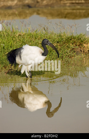 Sacred Ibis Threskiornis Aethiopicus Ngorongoro Krater Tansania Stockfoto