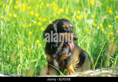 Langhaar Dackel - sitzend auf Baumstamm Stockfoto