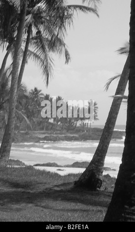 Meeresbrise tritt entlang der Küste bei Jubacacu, Bahia, Brasilien... Palm Bäume bewegen Sway im Wind, das Meer lebendig scheint Stockfoto