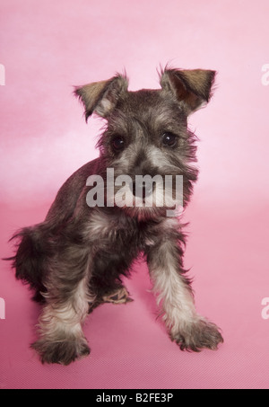 Liebenswerte Zwergschnauzer Welpen auf rosa Hintergrund Stockfoto