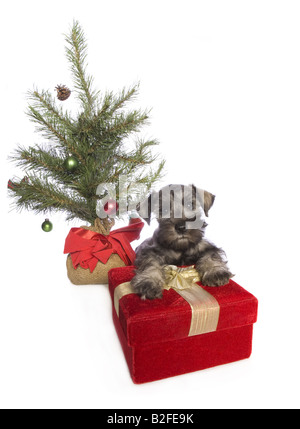 Entzückende Weihnachten Zwergschnauzer Welpen unter Weihnachtsbaum auf rotem Samt-Geschenk-Box isoliert auf weißem Hintergrund Stockfoto