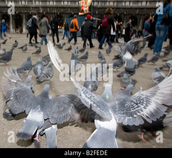 Tauben in St Mark s Quadrat Venedig Italien Stockfoto