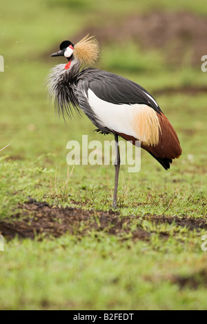 Grey gekrönter Kran (Balearica Regulorum) Stockfoto