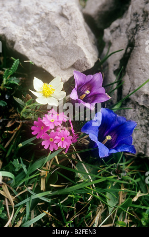 Alpine Enzian, weiße Dryas und Vogelperspektive Primel Stockfoto