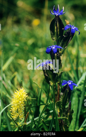 Blase-Enzian / Gentiana Utriculosa Stockfoto