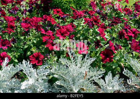 BETTWÄSCHE MIT SILBER ASCHENPFLANZE MARITIMA UND VIOLETTE PETUNIEN PARKS Stockfoto