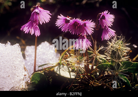 Zwerg Snowbell / Soldanella Pusilla Stockfoto