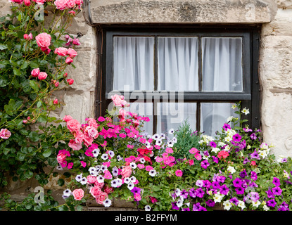 Ferienhaus-Fenster mit Blume Boxen Holy Island Northumberland UK Europa Stockfoto