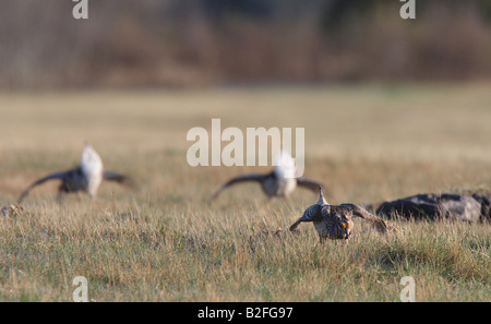 Scharfe tailed Grouse am Lek Feststellung dominieren männlich Stockfoto