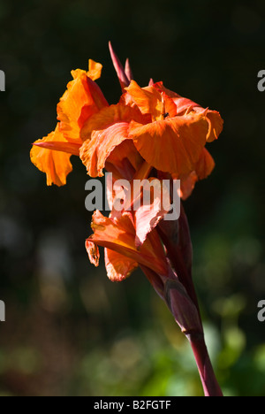 CANNA Durban in Blüte im Juli in Großbritannien Stockfoto