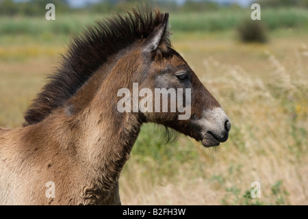 Pferd Camargue Provence Wild Frankreich Französisch kostenlos Stockfoto