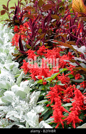 BETTWÄSCHE MIT AMARANTHUS PANICULATA FOXTAIL ASCHENPFLANZE MARITIMA UND SALVIA SPLENDENS PARKS Stockfoto