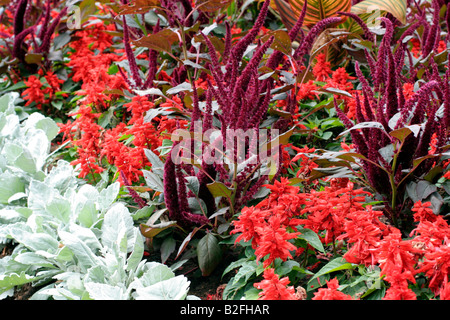 BETTWÄSCHE MIT AMARANTHUS PANICULATA FOXTAIL ASCHENPFLANZE MARITIMA UND SALVIA SPLENDENS PARKS Stockfoto