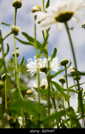 Nahaufnahme von Leucanthemum Maximum "Shasta Daisy" gegen blauen Himmel Stockfoto