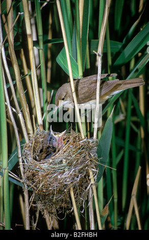 Reed Warbler (Acrocephalus Scirpaceus) Fütterung Küken in seinem Nest im Schilf Phtagmites. Stockfoto