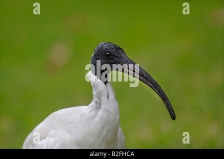 Australische weißer Ibis Threskiornis Molukken Stockfoto