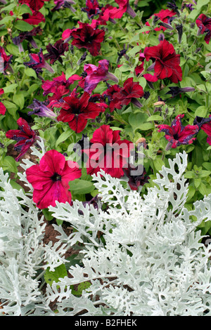 BETTWÄSCHE MIT SILBER ASCHENPFLANZE MARITIMA UND VIOLETTE PETUNIEN PARKS Stockfoto