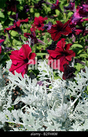 BETTWÄSCHE MIT SILBER ASCHENPFLANZE MARITIMA UND VIOLETTE PETUNIEN PARKS Stockfoto