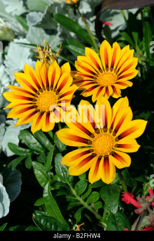 GAZANIEN SPLENDENS SORTEN BLUME DETAIL HAUTNAH Stockfoto