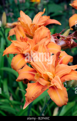 HEMEROCALLIS FULVA FLORE PLENO Stockfoto
