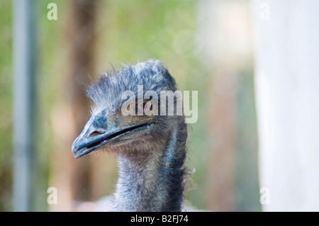 Nahaufnahme des Kopfes ein Emu Dromaius Novaehollandiae der größte Vogel in Australien heimisch Stockfoto