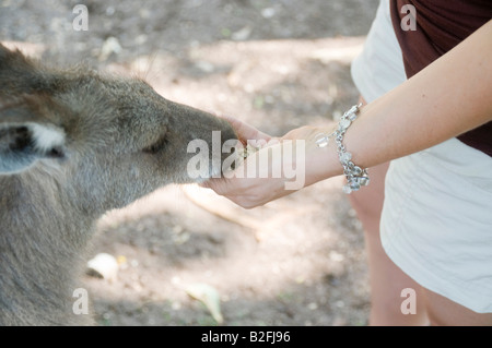 Östlichen Grey Kangaroo Macropus Giganteus in einem Park junge Frau in ihrem 30 s das Tier füttern Stockfoto