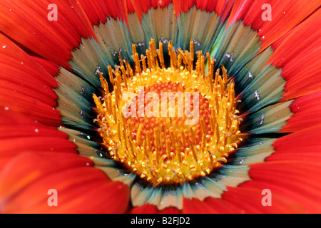 GAZANIEN SPLENDENS DAYBREAK BRONZE BLUME DETAIL HAUTNAH Stockfoto