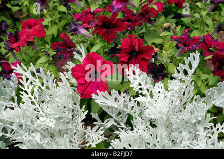 BETTWÄSCHE MIT SILBER ASCHENPFLANZE MARITIMA UND VIOLETTE PETUNIEN PARKS Stockfoto