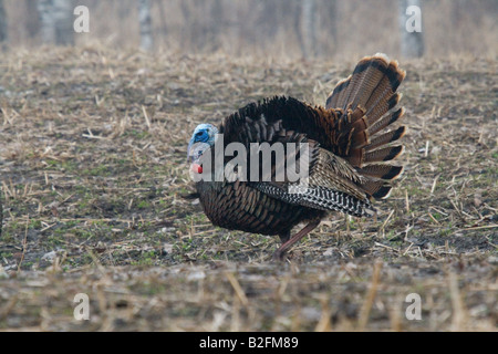 Jake Osttürkei Wild im Frühjahr Stockfoto