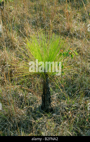 Longleaf Kiefer Pinus Palustris Sämling Südosten der USA Stockfoto